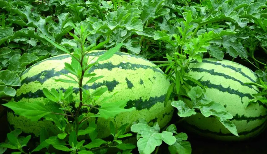 西瓜冷庫的建造 保鮮冷藏庫安裝設(shè)計 西瓜冷庫的建造 保鮮冷藏庫安裝設(shè)計